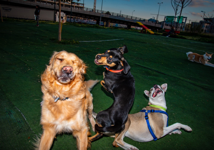 Βόλτα σε ένα ελεύθερο Πάρκο Σκύλων