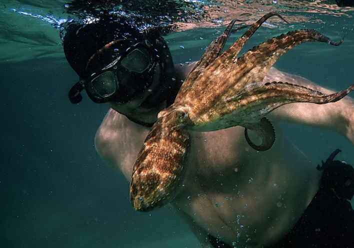 «Ο δάσκαλος μου, το χταπόδι»: Το φιλοζωικό αριστούργημα