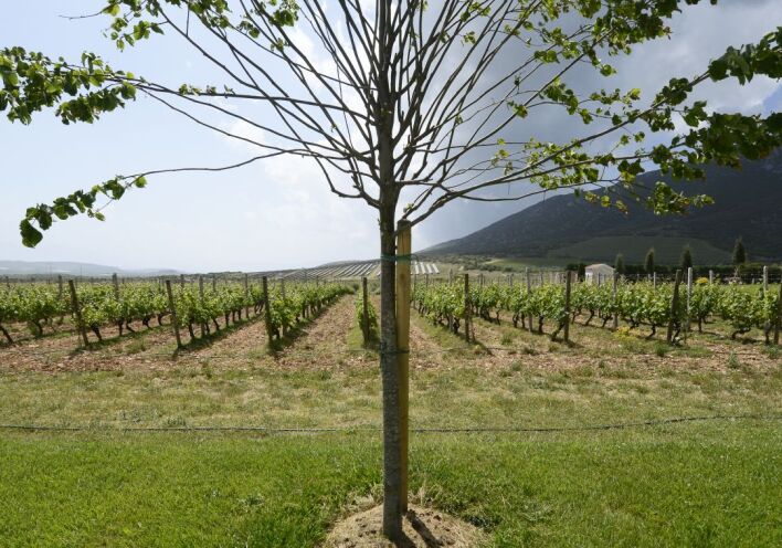 Τα αμπέλια του Κτήματος Βιβλία Χώρα