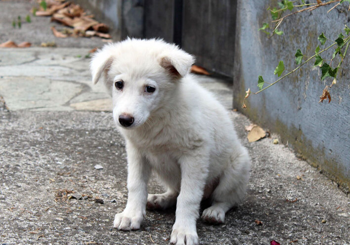 Αδέσποτο σκυλί