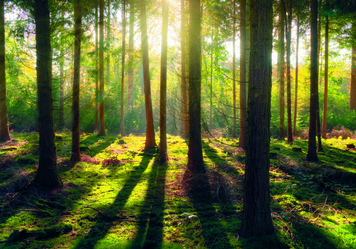 Η πρόληψη θα σώσει τα δάση μας