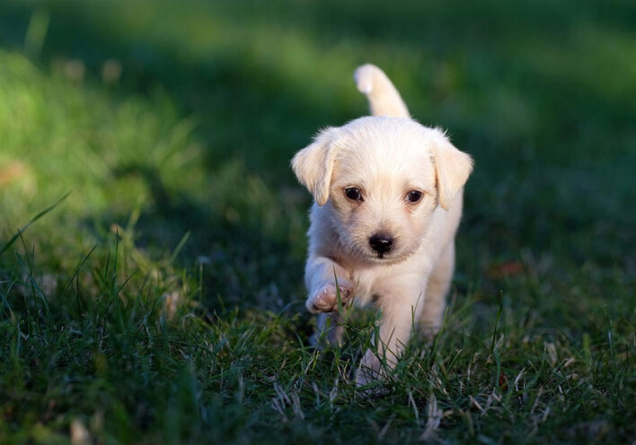 Κουτάβι (ΦΩΤΟ ΑΡΧΕΙΟΥ) - Ψηφίστηκε στη Βουλή το νομοσχέδιο για τα ζώα συντροφιάς