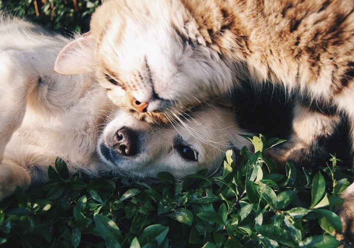 Ένας σκύλος αγκαλιά με μία γάτα.