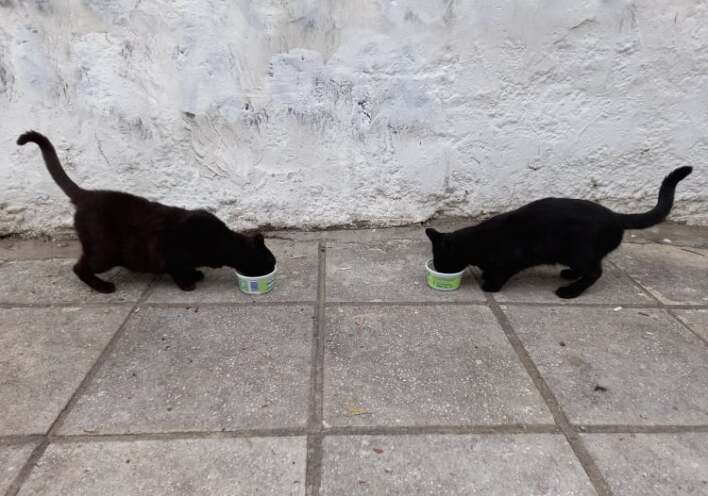Ταΐζοντας καθημερινά αδέσποτες γάτες στην πόλη