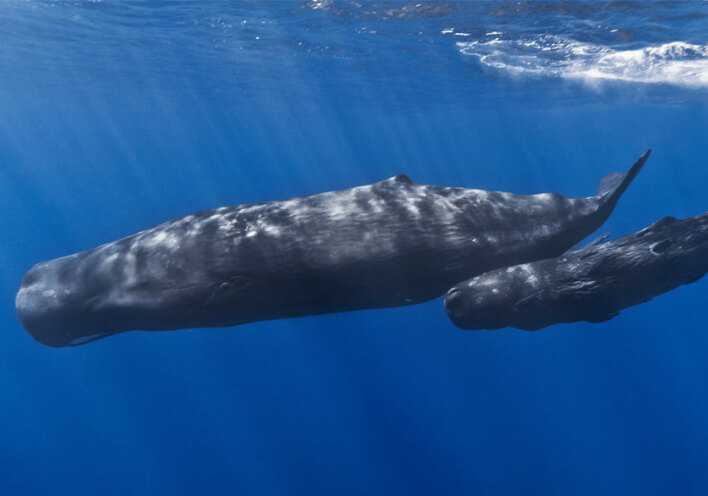 Φυσητήρες στην Ελλάδα (ΦΩΤΟ ΑΡΧΕΙΟΥ)