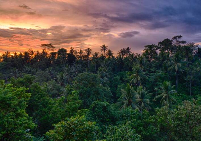 Monkey Forest Ινδονησία