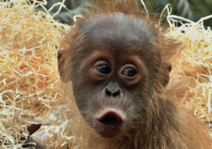 Μαιμού σε ζωολογικό κήπο / Φωτογραφία της Dana Knížková