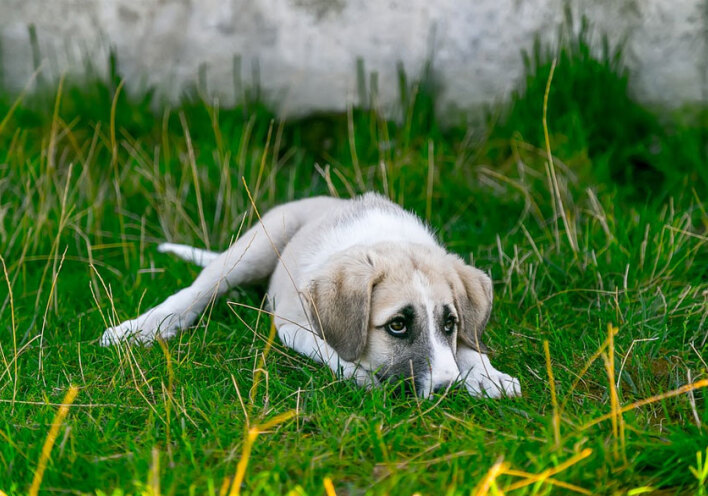 Η ΕΛΑΣ θα έχει πλέον συγκεκριμένο Τμήμα Προστασίας Ζώων