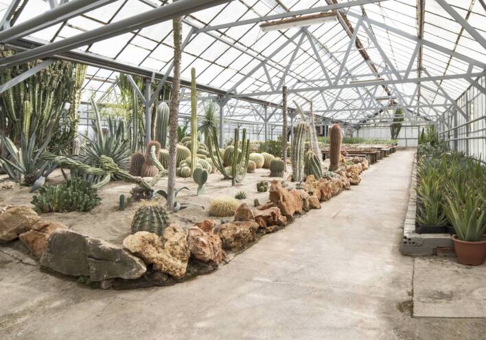 Φυτώριο κάκτων