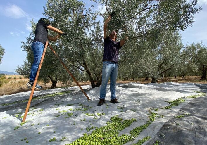 Μάζεμα ελιάς