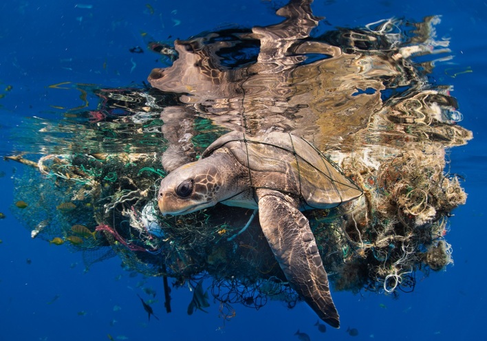 Underwater Photographer of the Year 2023: Ανακοινώθηκαν τα αποτελέσματα του διαγωνισμού φωτογραφίας - Το υπέροχο portfolio των ωκεανών.