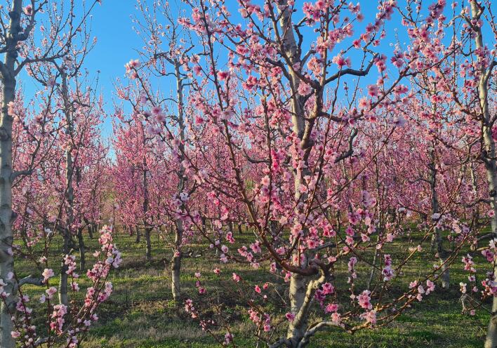 Βέροια -ανθισμένες ροδακινιές
