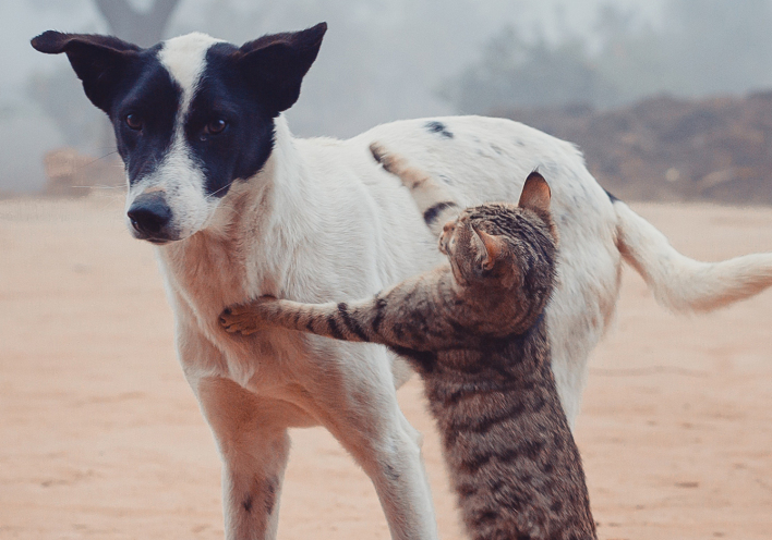 Αφιέρωμα: Παγκόσμια Ημέρα Αδέσποτων Ζώων, 4 Απριλίου