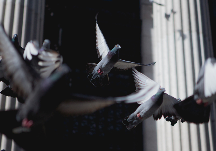 Τα περιστέρια της Αθήνας