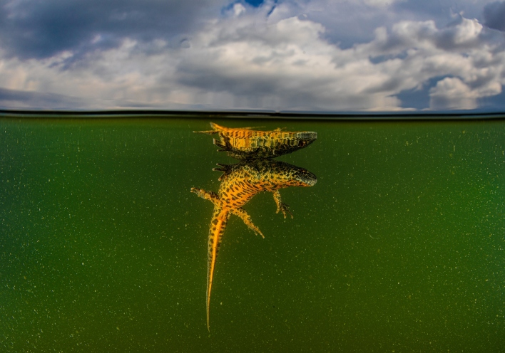 Νίκος Σαμαράς