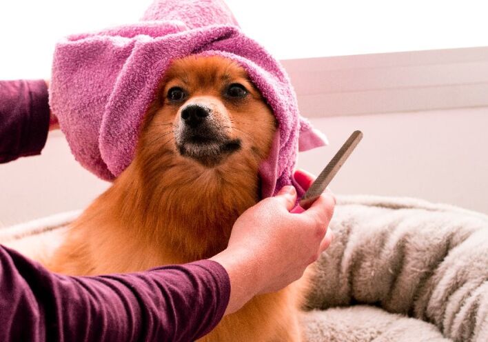 4 στέκια που θα λατρέψει το ζωάκι σου