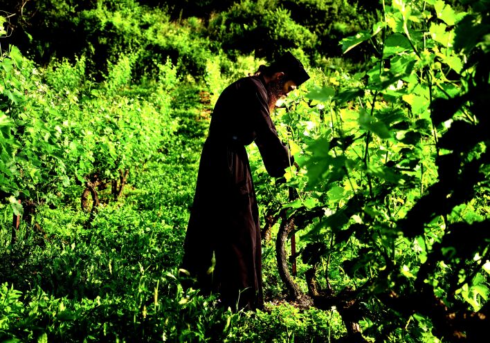 Αμπέλια στη Μονή Αγίου Νικολάου