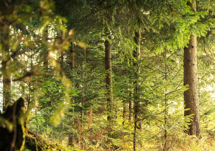 Ευρωπαϊκά δασικά οικοσυστήματα