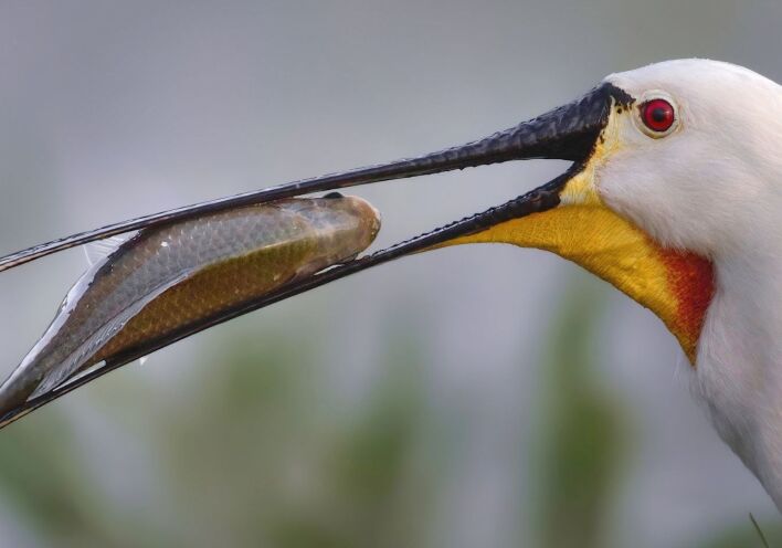 Χουλιαρομύτα, Λίμνη Κάρλα 