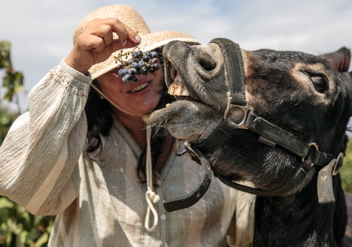 terra_grazia-_to-paradosiako-oinopoieio-tisnaxou