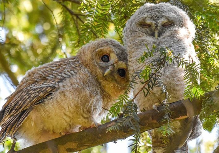 Wildlife Photographer of the Year: Τα καλύτερα κλικ του 2024 