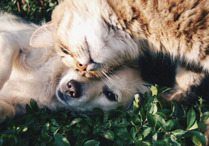Αφιέρωμα Ζώα: 6 προτάσεις για να τους προσφέρεις τα καλύτερα