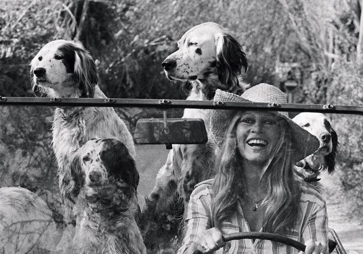 Chic Dogs: Μια φωτογραφική ιστορία με σκυλιά σαλονιού