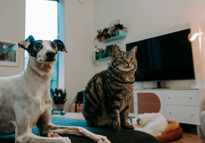 7 προτάσεις για να προσφέρεις τα καλύτερα στο κατοικίδιό σου