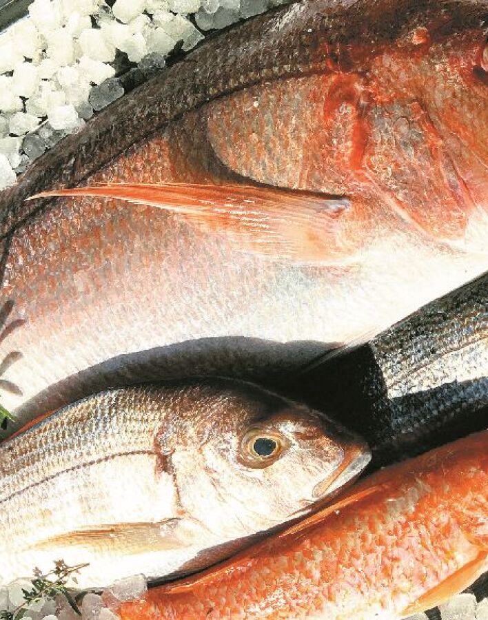 Μπαρμπουνάκι δια χειρός Παπαϊωάννου