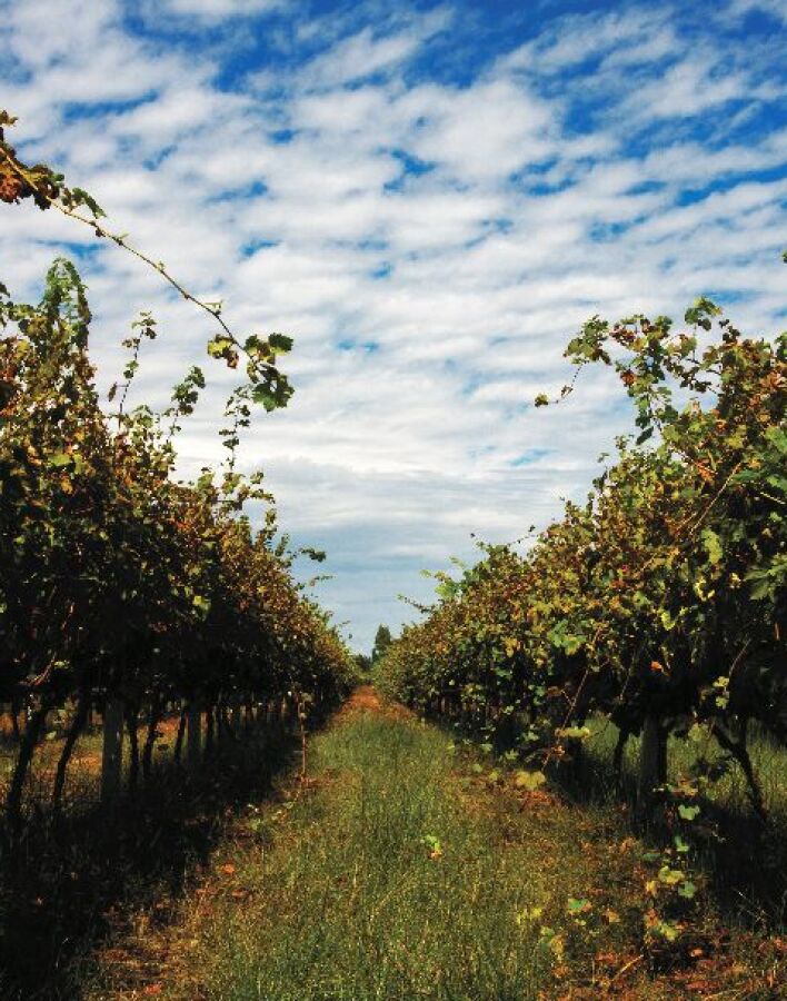 Winery Monsieur Nicolas