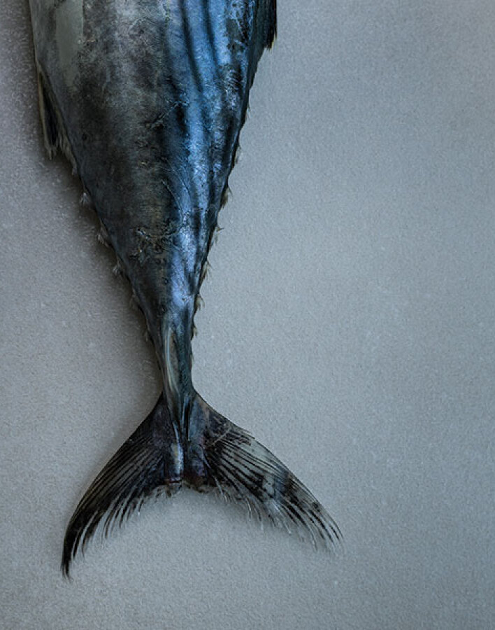 Βασίλαινας: Η γοητεία του κλασικού!