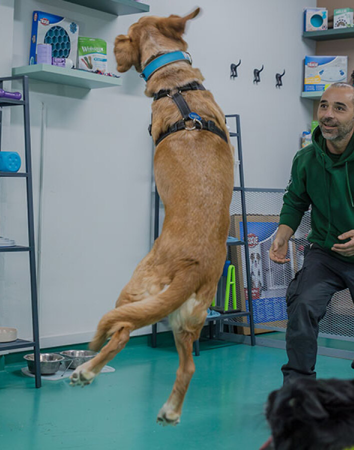 Κυνόπολις by Urban Dogs