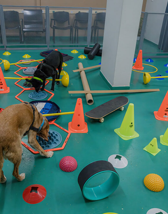 Κυνόπολις by Urban Dogs