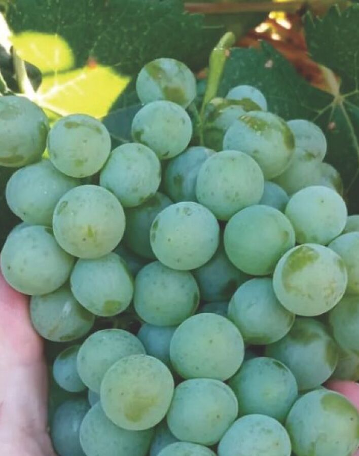 Οινοποιείο Δραϊνάς