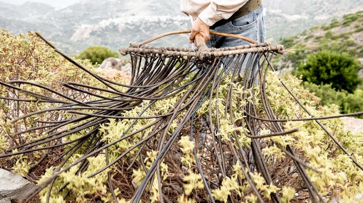 Άνθρωπος που κάνει γεωργικές εργασίες στην Κρήτη