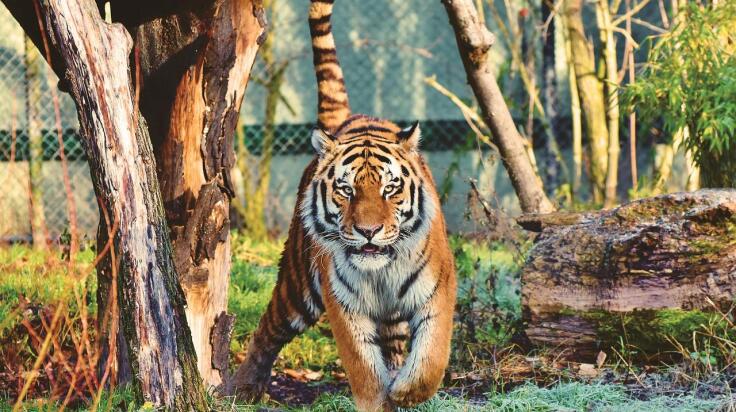 tiger-4114501_1280