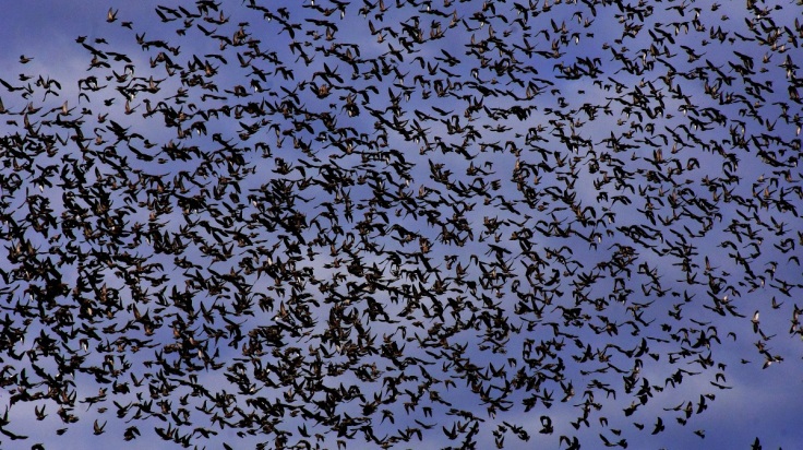 «Τα Πουλιά» του Χίτσκοκ σκέπασαν τον ουρανό σε Εύβοια και Αργολίδα  (εικόνες, βίντεο) | Athens Voice