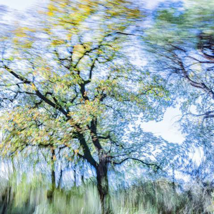 ?Trees Dance! Η νέα φωτογραφική ενότητα του Τάσου Βρεττού στη Nitra Gallery