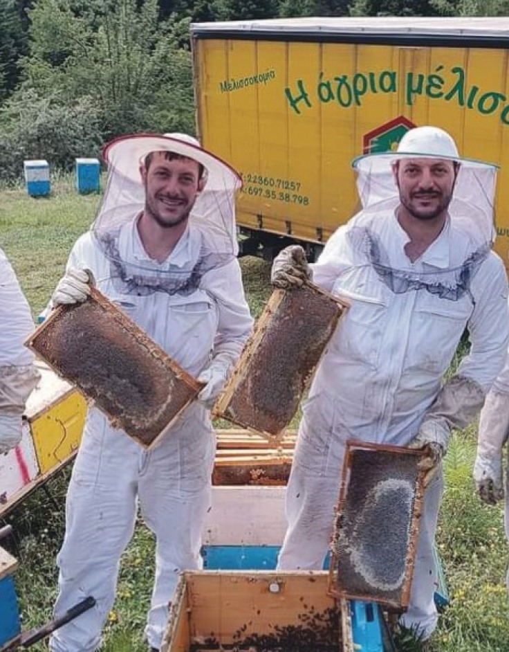 Άγρια Μέλισσα