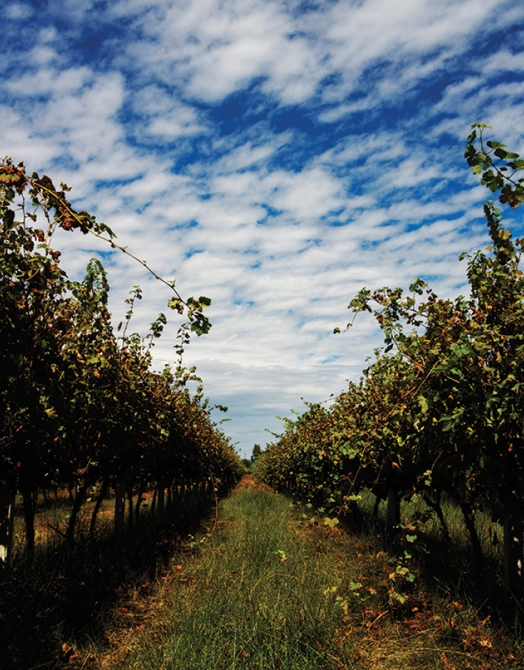 Winery Monsieur Nicolas: Το επισκέψιμο οινοποιείο με την ξεχωριστή ιστορία και τις μοναδικές ετικέτες κρασιού
