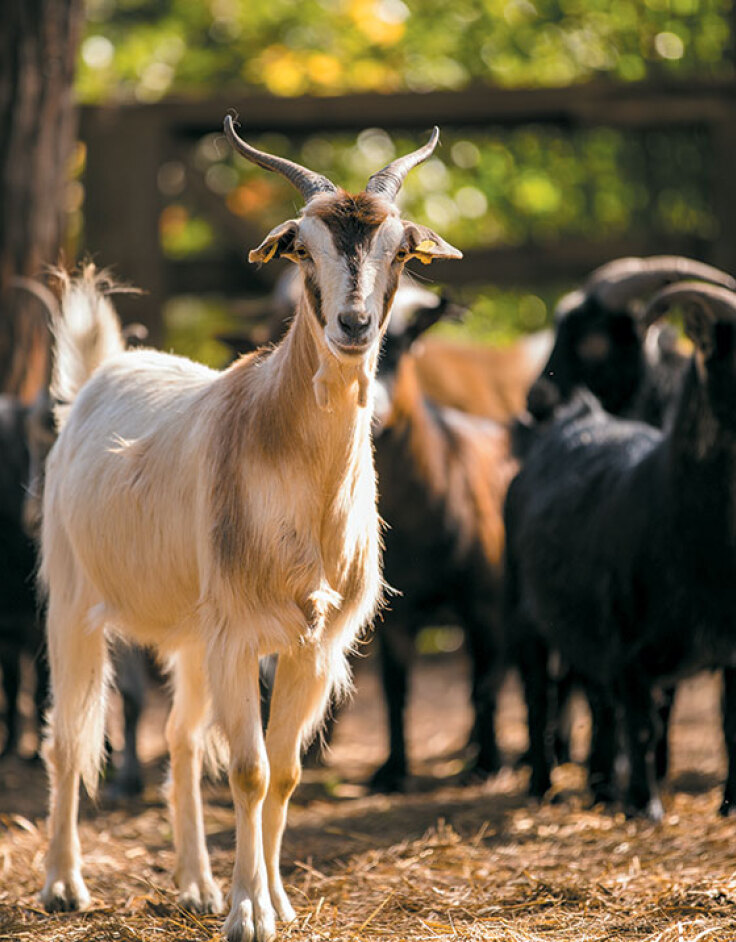 Ευβιότοποι: Το εκλεκτό μας πασχαλινό τραπέζι
