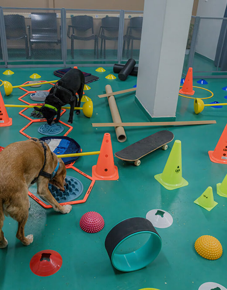 Κυνόπολις by Urban Dogs