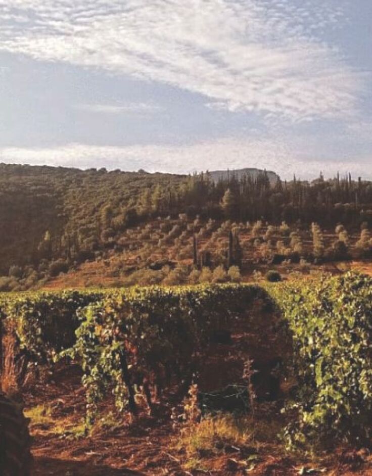 Οινοποιείο Δραϊνάς