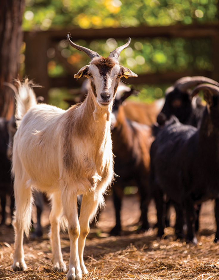 Ευβιότοποι