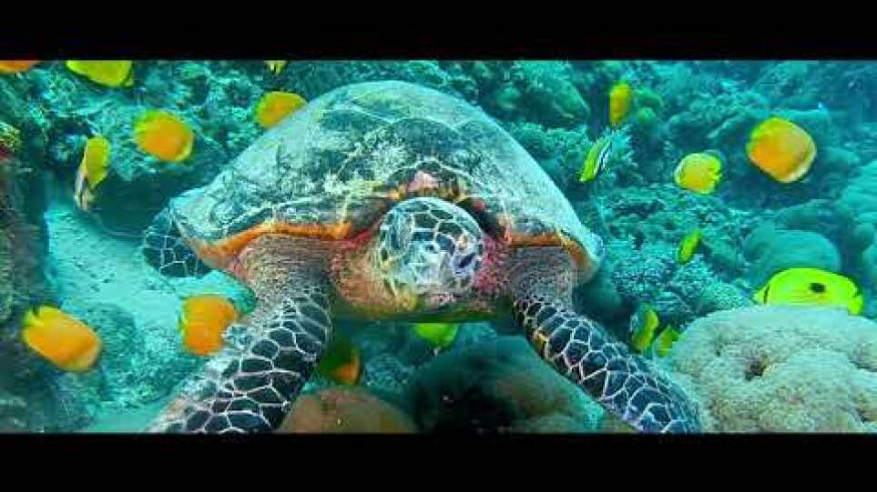 Aldabra Trailer PB