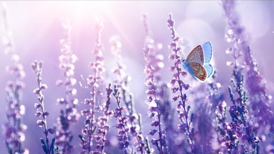 Raise Positive Vibration | 432Hz Healing Meditation | Energy Cleanse | Self Healing Frequency