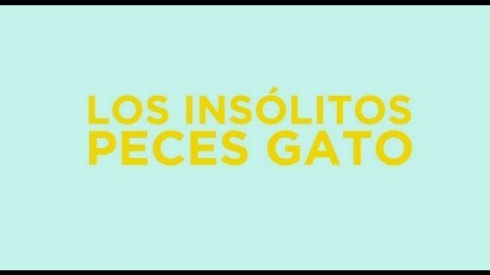 Los Insólitos Peces Gato (The Amazing Cat Fish) - Trailer Oficial Subtitulado
