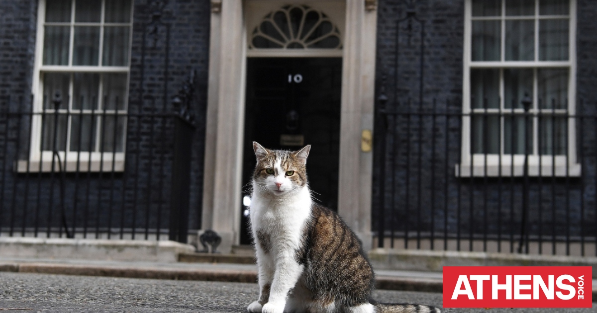Λάρι ο γάτος: Ο «τεμπέλης» κυνηγός της Ντάουνινγκ Στριτ έπιασε επιτέλους ποντίκι