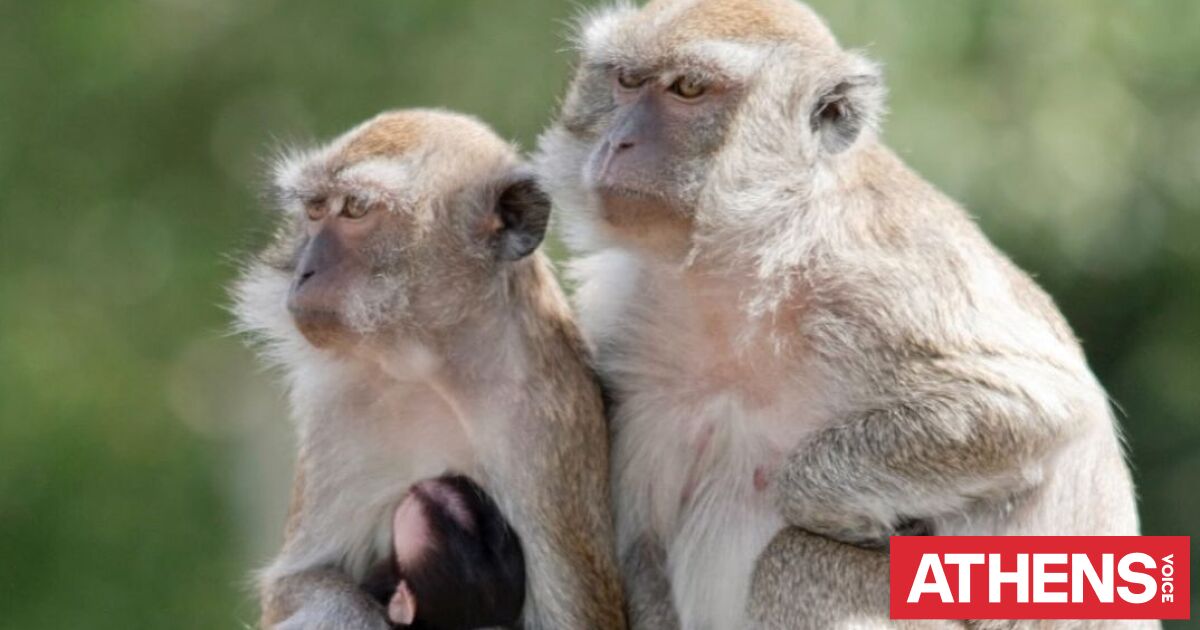 Πίθηκοι τρώνε ζελεδάκια από τουρίστες και αυτοθεραπεύονται με χώμα
