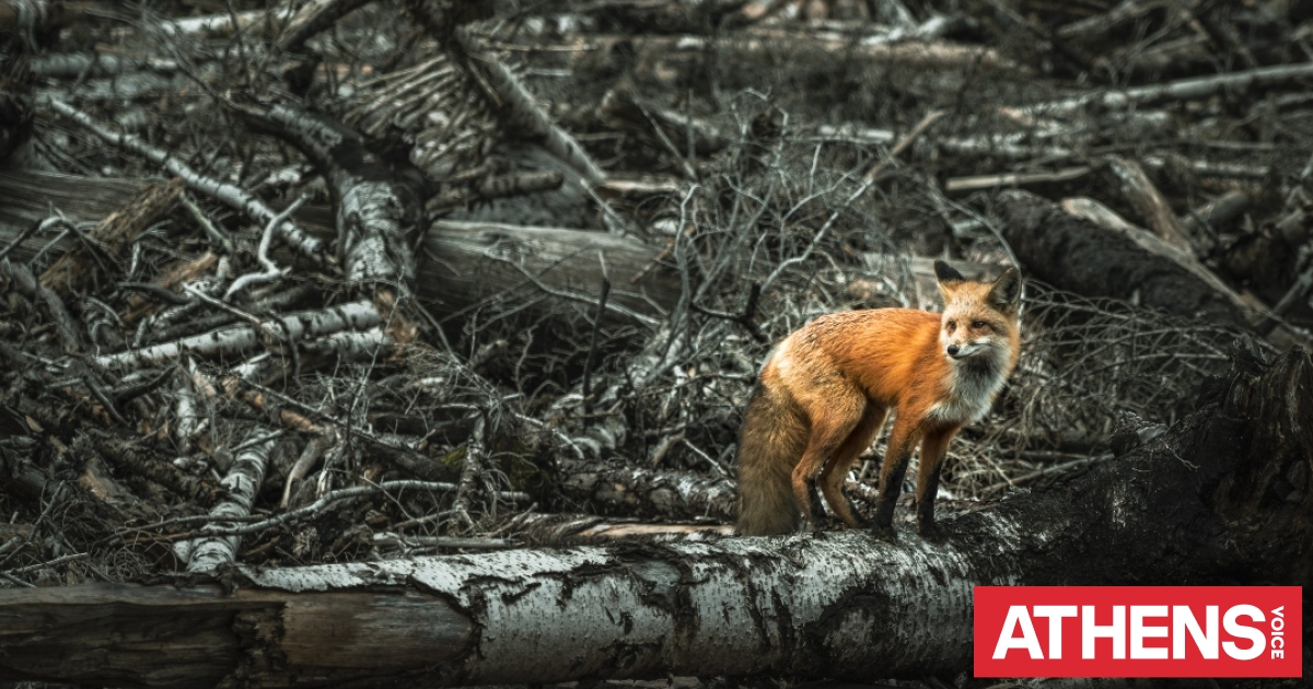 Τσερνόμπιλ: 5 απόκοσμα πράγματα που συμβαίνουν στη φύση 40 χρόνια μετά